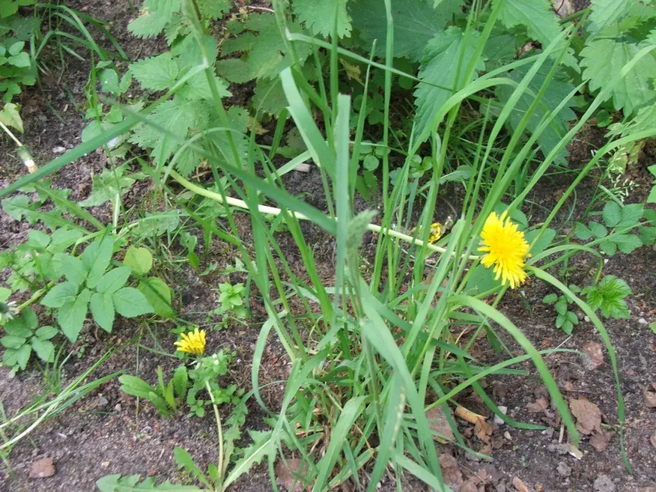 Świrzepa pospolita: Jak skutecznie pozbyć się uciążliwego chwastu?