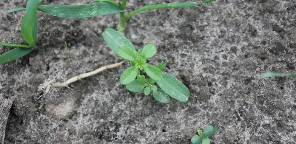 Skuteczne metody zwalczania chwastu przytulia czepna w uprawach
