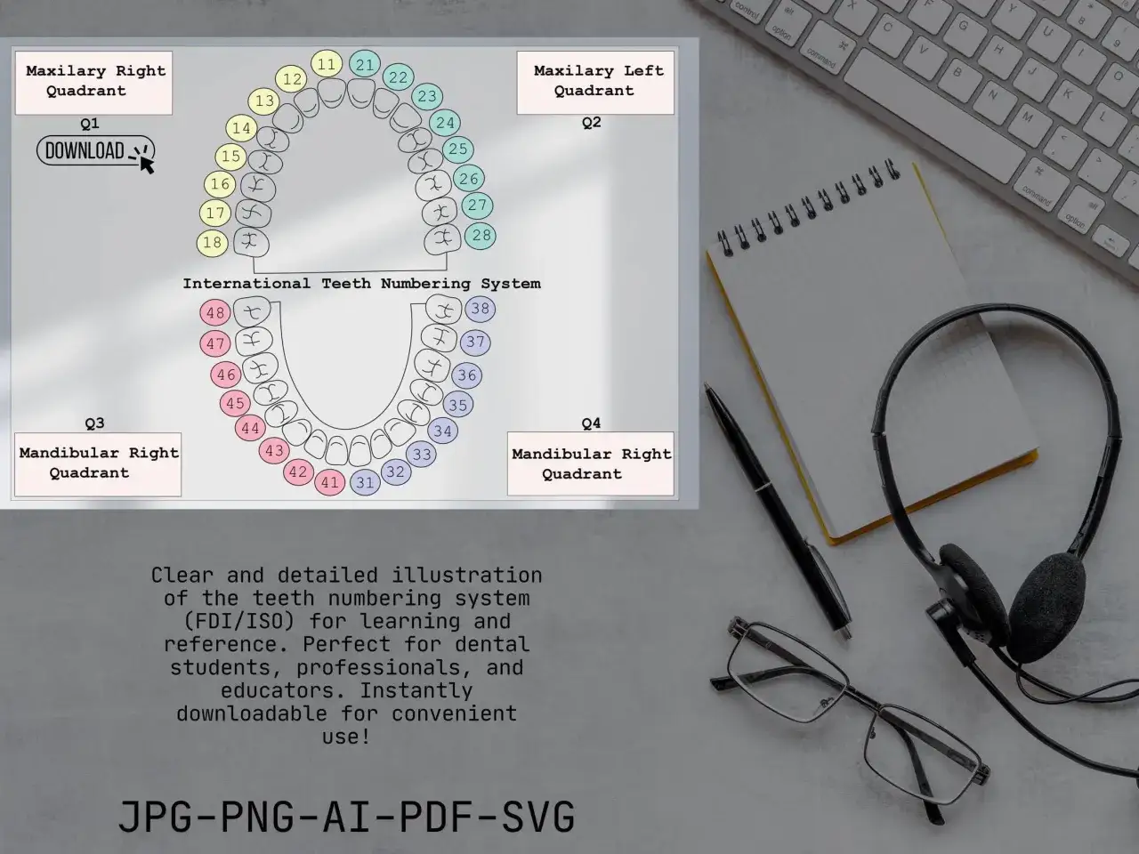 Diagram przedstawiający numery zębów w stomatologii, z podziałem na kwadranty i oznaczeniami FDI/ISO.