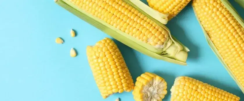 Kukurydza ile kalorii? Zaskakujące wartości kaloryczne różnych rodzajów