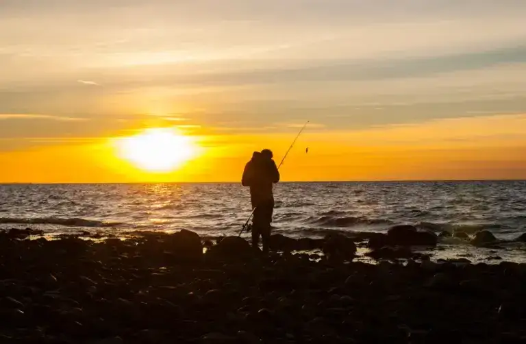 Kiedy łowić śledzie w Bałtyku, aby nie przegapić najlepszego sezonu