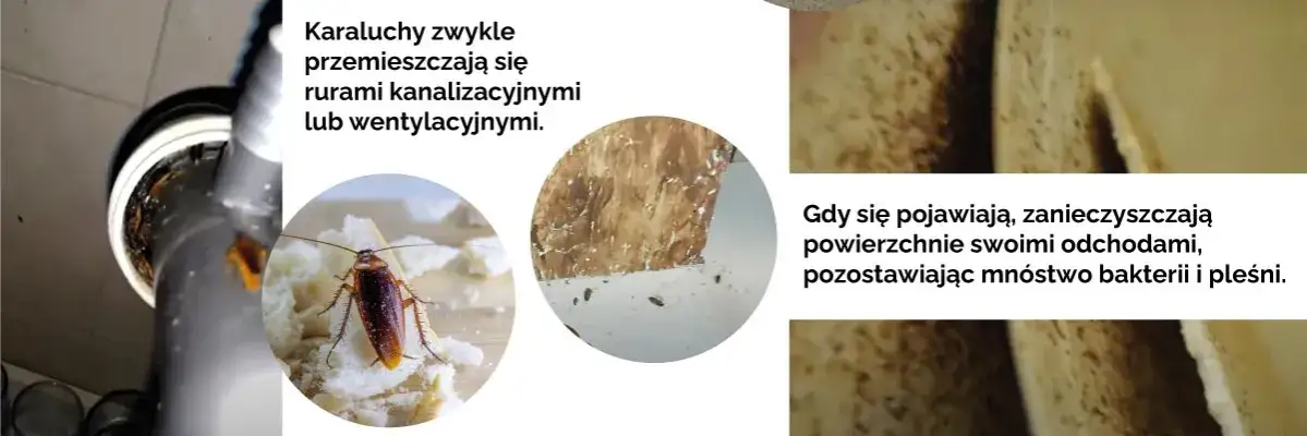 Jak karaluchy się rozmnażają? Zaskakujące fakty o ich cyklu życia