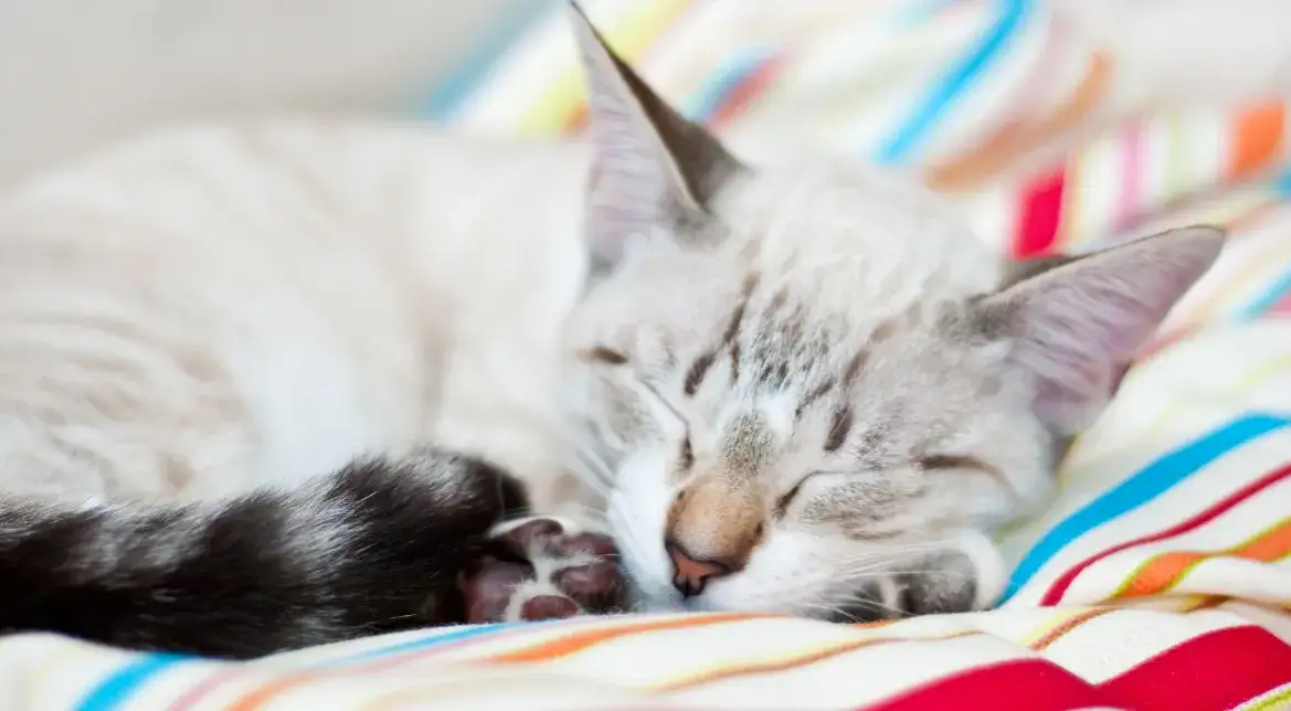 Ile czasu kotka chodzi w ciąży? Odkryj, co musisz wiedzieć