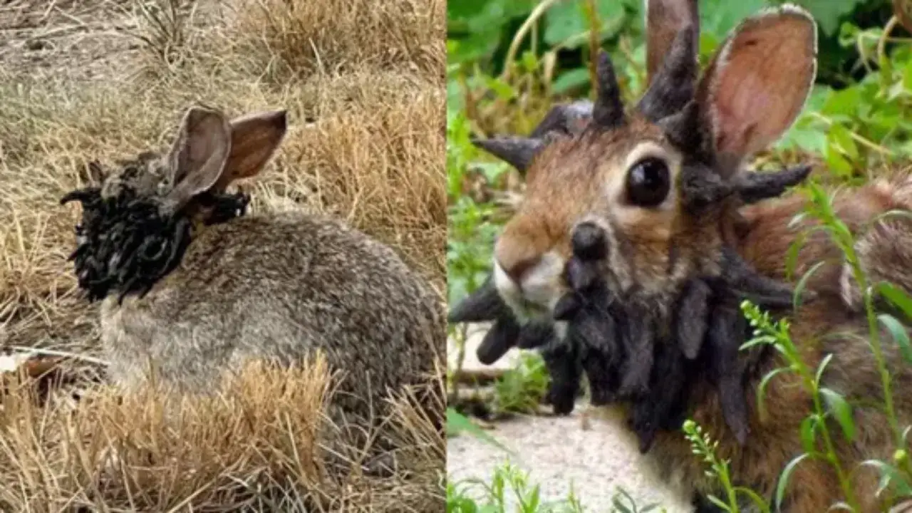 Dwa króliki z czarnymi, kłaczastymi naroślami na głowach, wyglądające jak martwe po wykocie.