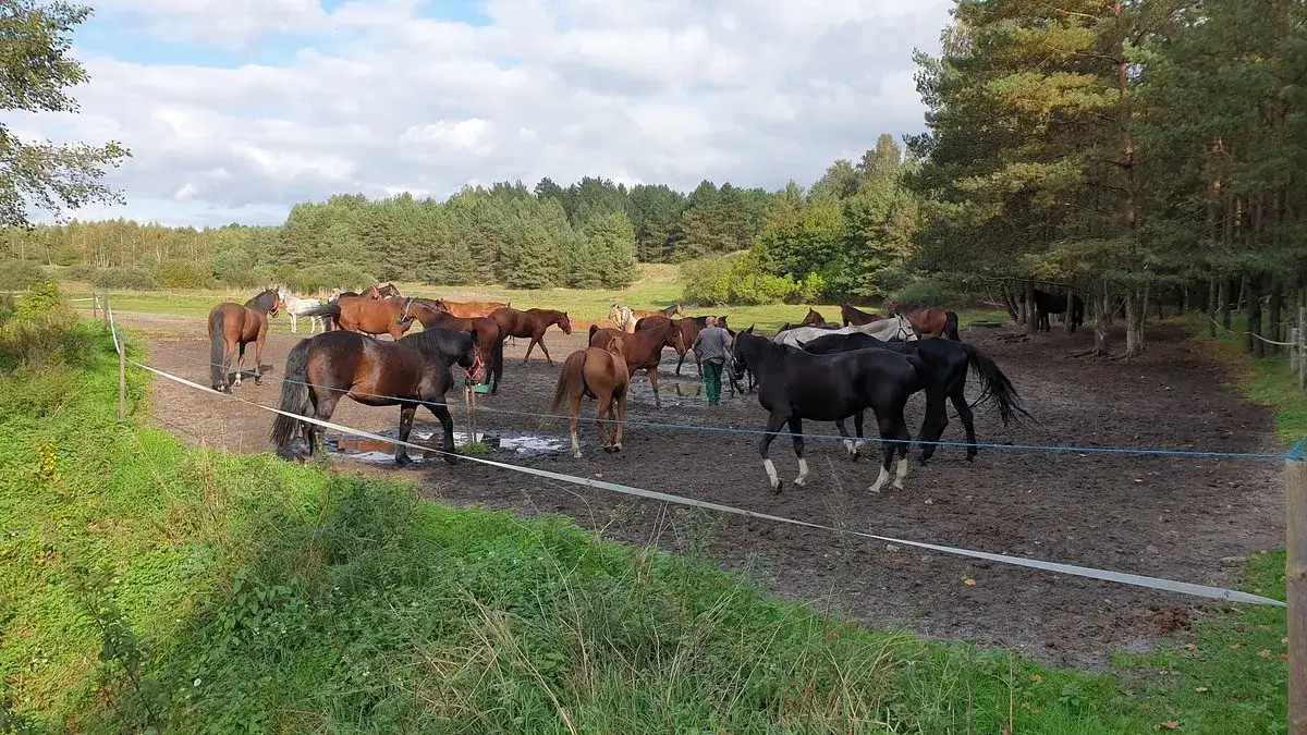 Stadnina Iskra: Najlepsze lekcje jazdy konnej i wygodne noclegi