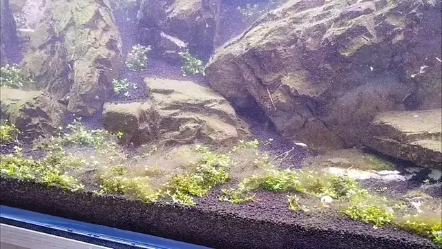 Jak skutecznie zwalczyć brunatnicę w akwarium i cieszyć się czystością