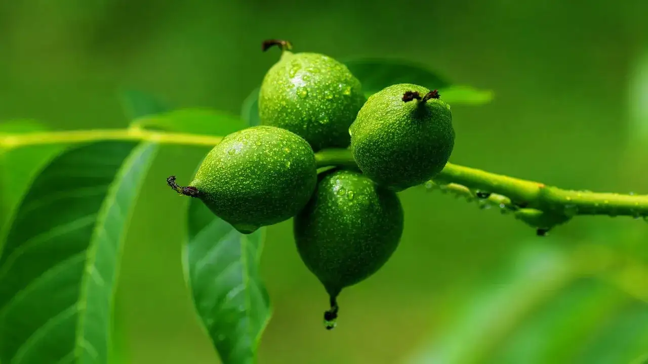 Kiedy zbierać zielone orzechy na nalewkę, by uniknąć błędów?