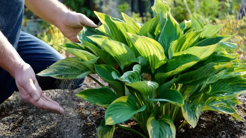 Nawóz do funkii: Jaki wybrać dla bujnych liści? Opinie z forum.