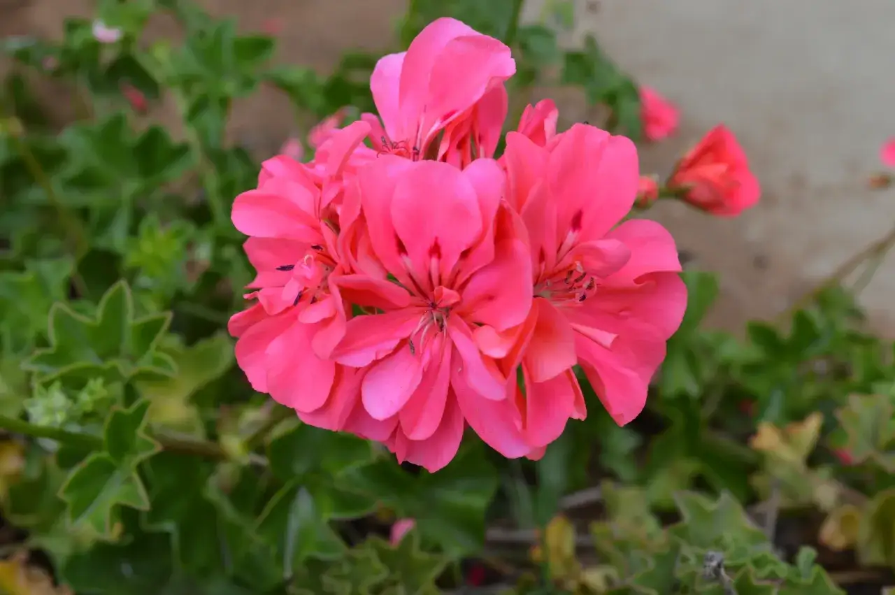 Niezwykłe rośliny w Afryce: odkryj ich unikalne cechy i adaptacje