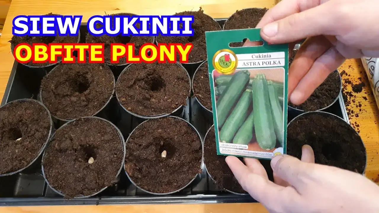 Uprawa cukinii: Kompletny poradnik od siewu po obfity zbiór!