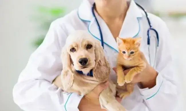 Czy weterynarz to doktor? Odkryj różnice w tytułach i kwalifikacjach