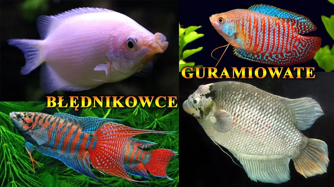 Czy gurami zjada małe rybki? Co musisz wiedzieć o ich zachowaniu