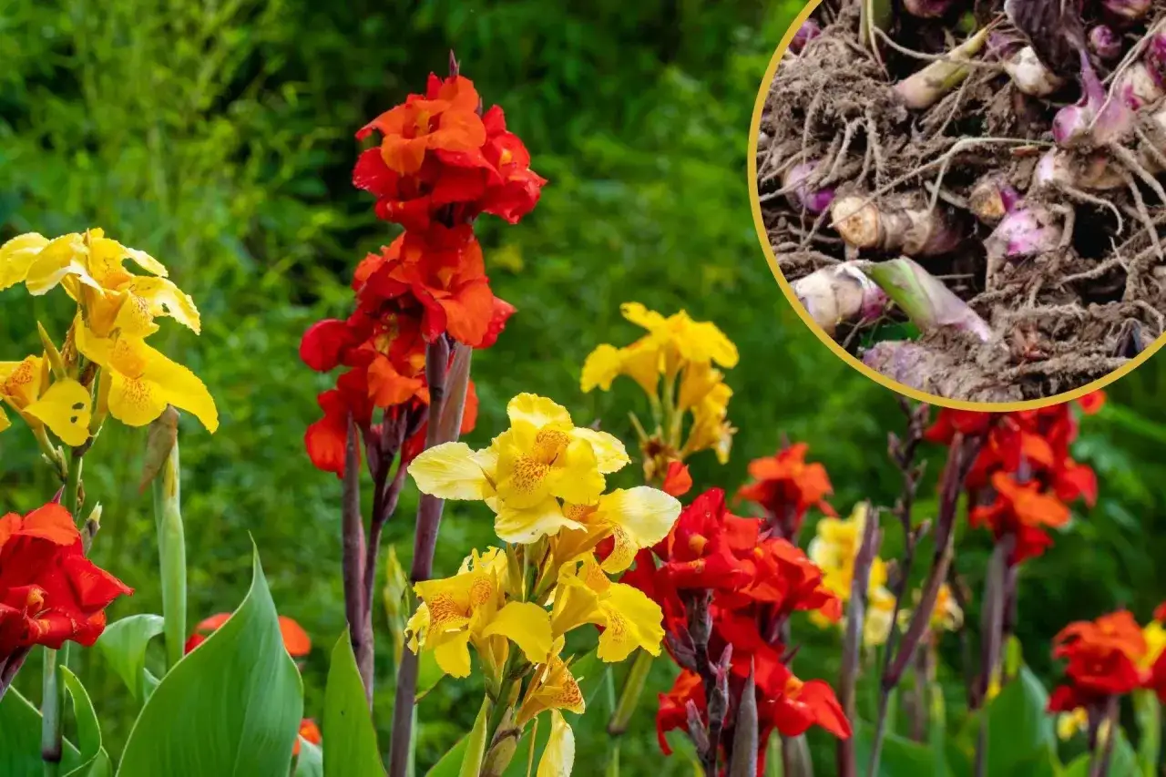 Jak sadzić kanny: proste kroki, które zapewnią piękne kwitnienie