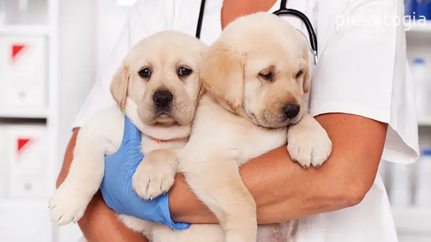 Kiedy szczeniak na dwór? Szczepienia i bezpieczna socjalizacja