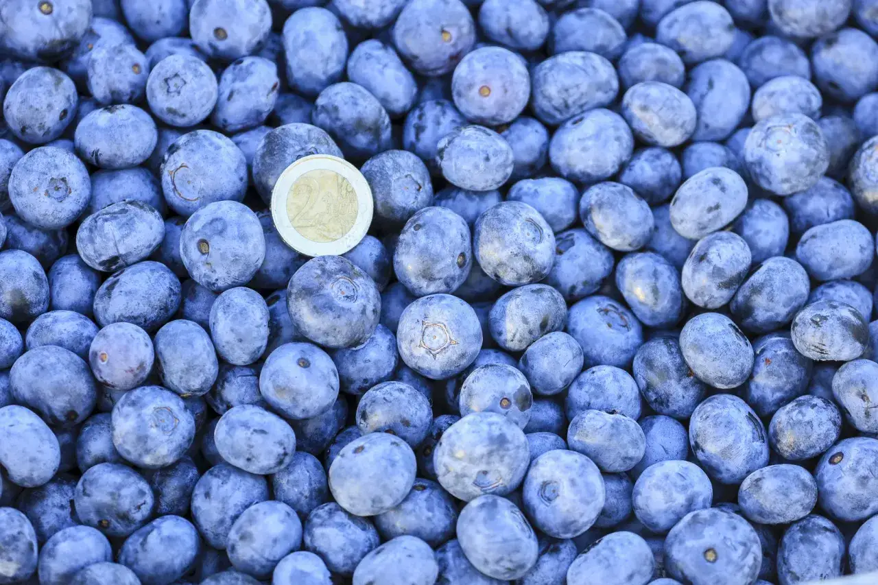 Zbiór borówek 2026: Ile zarobisz? Realne stawki i porady Maurycego