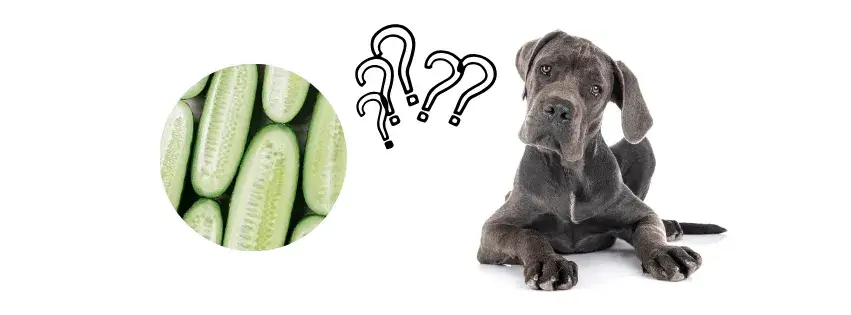 Czy pies może jeść ogórki gruntowe? Bezpieczne przysmaki dla psa