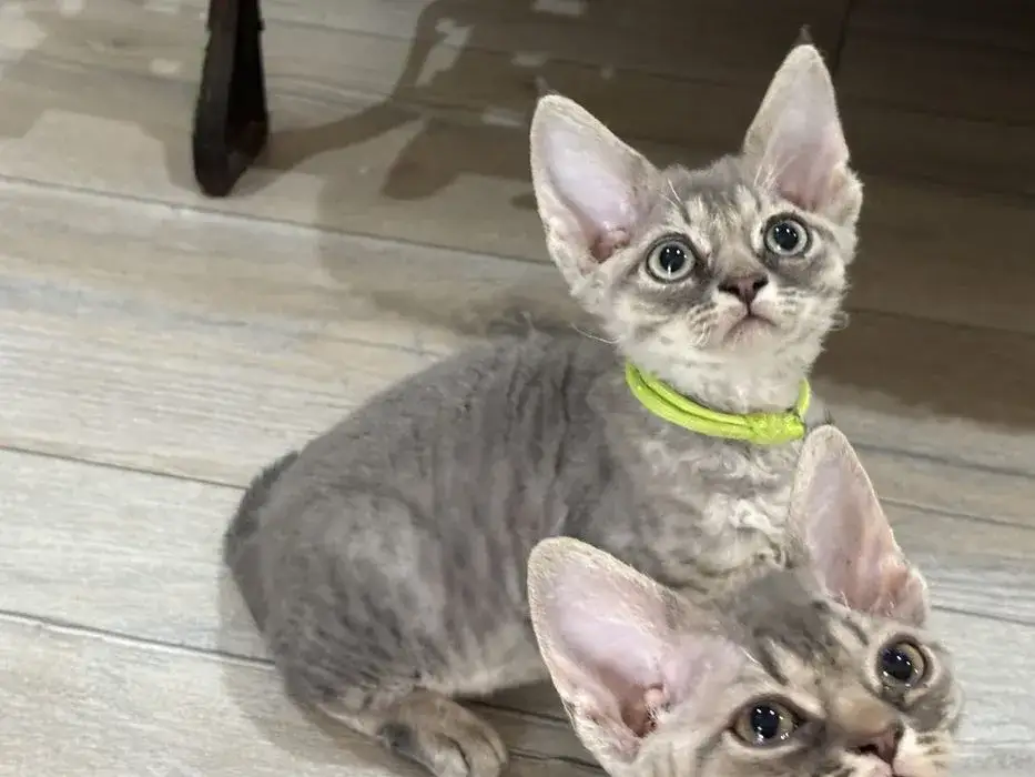 Ceny kociąt Devon Rex w hodowlach – co warto wiedzieć przed zakupem