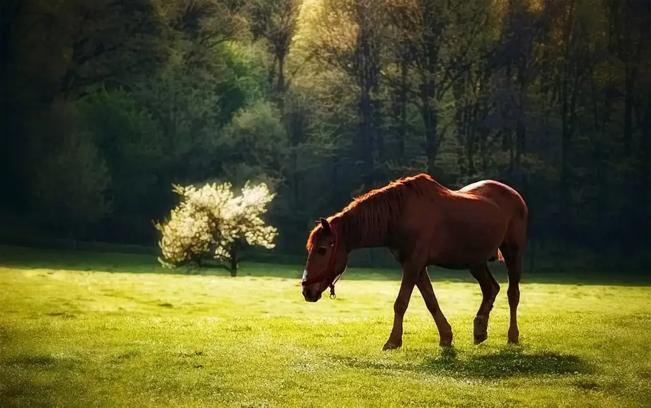 Najlepsze książki o jeździectwie dla każdego jeźdźca i poziomu umiejętności