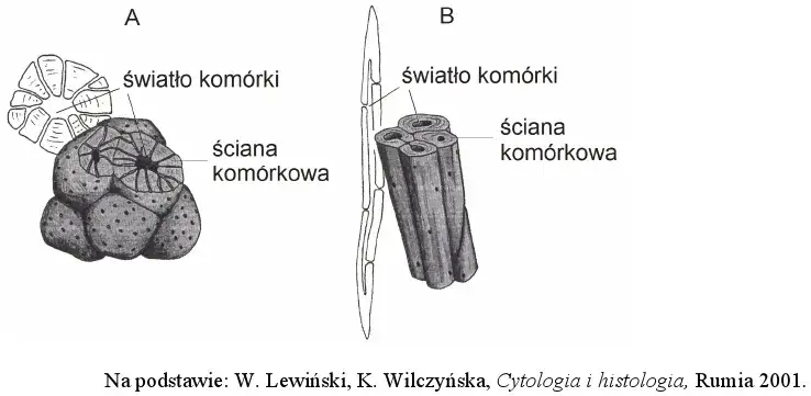 Co to jest tkanka roślinna? Poznaj jej rodzaje i funkcje w roślinach