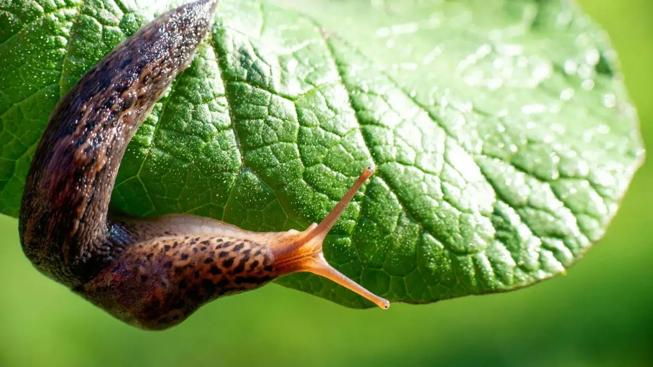 Ślimaki w ogrodzie? Poznaj wszystkie sprawdzone sposoby!