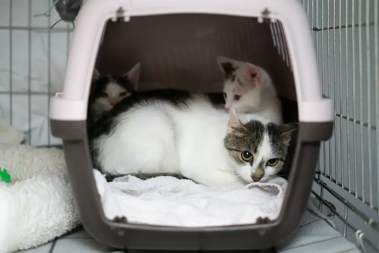 Kotka porzuciła kocięta? Zrozum dlaczego i jak pomóc!