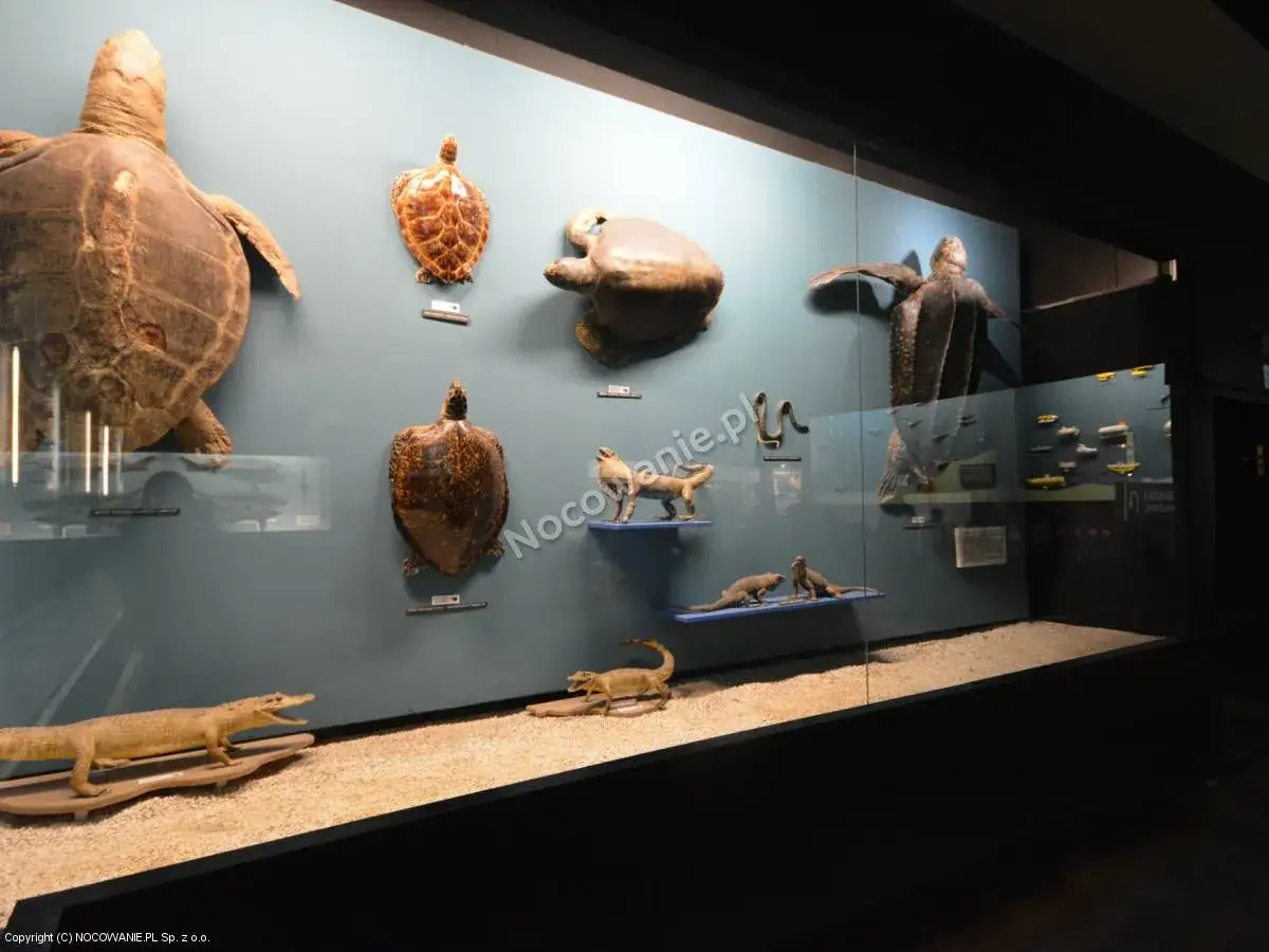 Oceanarium Gdynia: Godziny, ceny, dojazd Wszystko przed wizytą