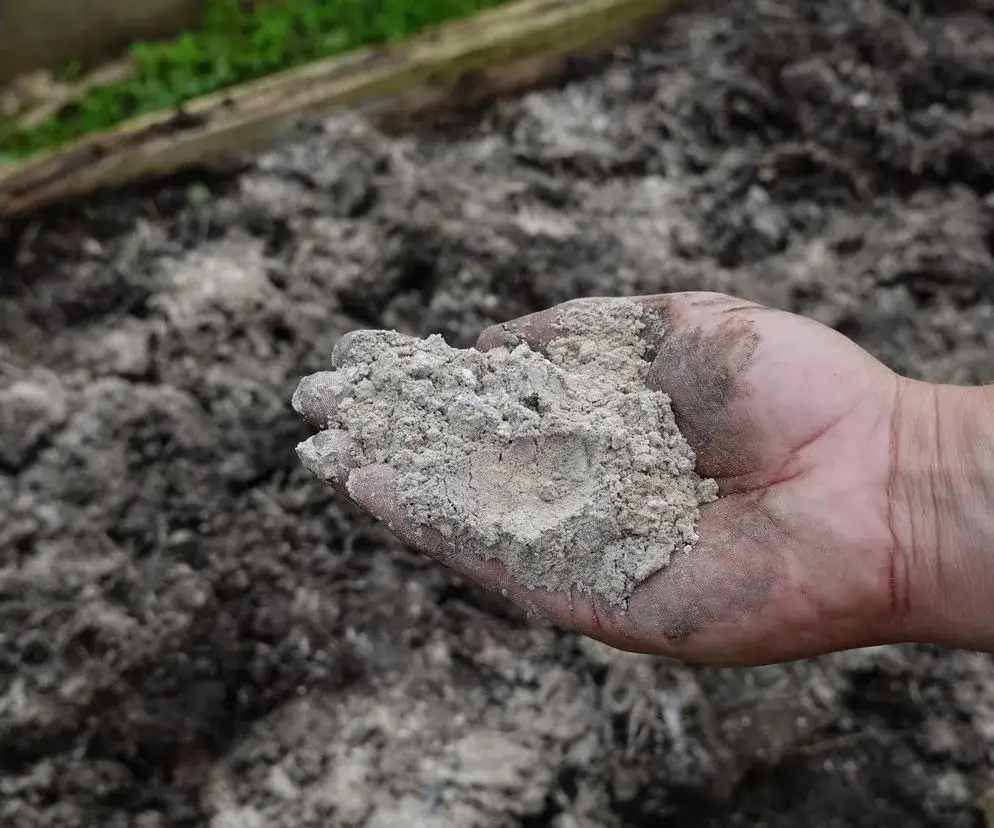Popiół z węgla w ogrodzie: Czy nawozić? Ekspert ostrzega!
