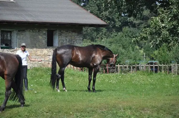 Stadnina koni Arabka: najlepsze usługi jazdy konnej w Mysłowicach