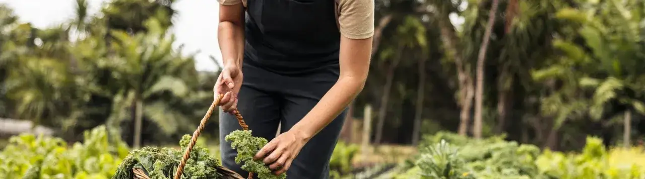 Kiedy jest sezon na jarmuż? Odkryj najlepszy czas na zbiór