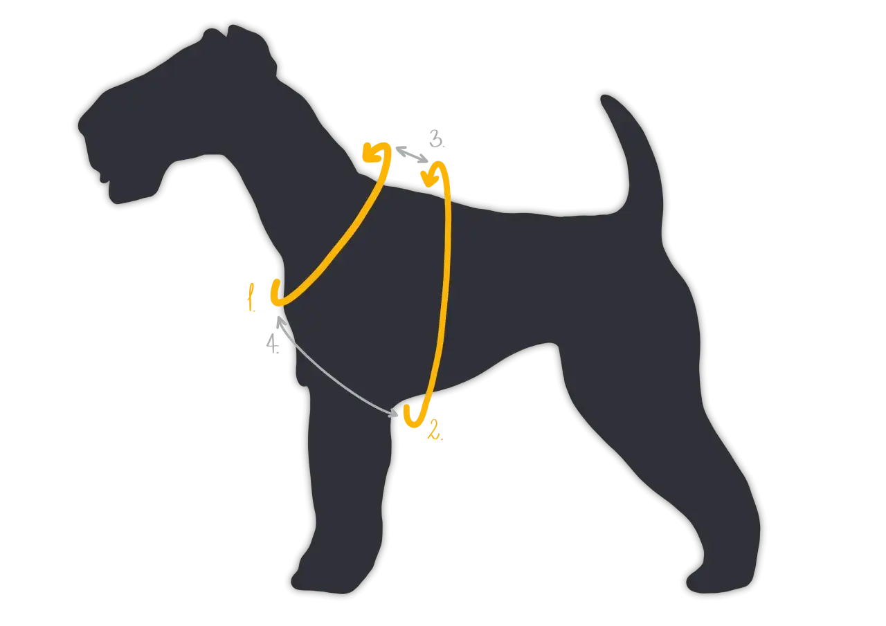 Schematyczne wskazówki, jak zmierzyć psa w kłębie. Linie pokazują, gdzie przyłożyć miarkę, by uzyskać prawidłowy pomiar.