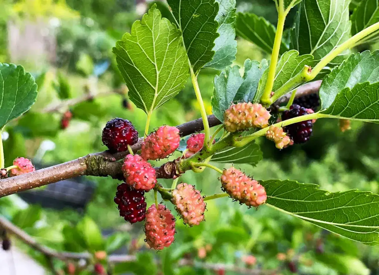 Jak przycinać morwę, aby uniknąć błędów i poprawić plony