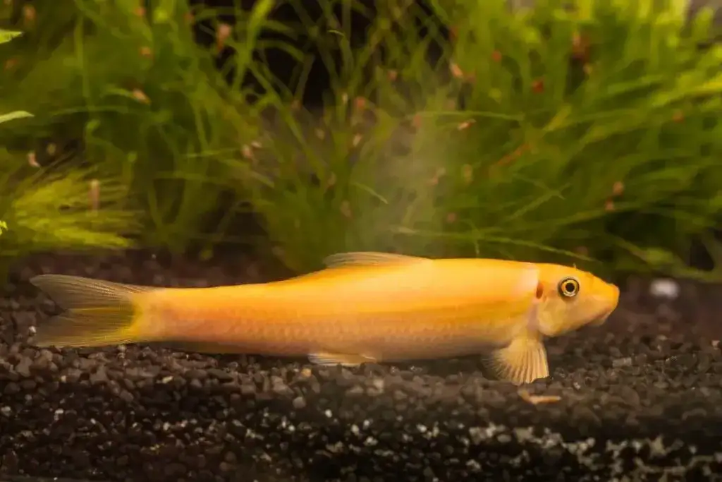 Jak często rozmnażają się glonojady w akwarium i naturze? Sprawdź!