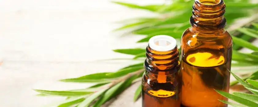 Olejek herbaciany na co? Poznaj jego zaskakujące zastosowania