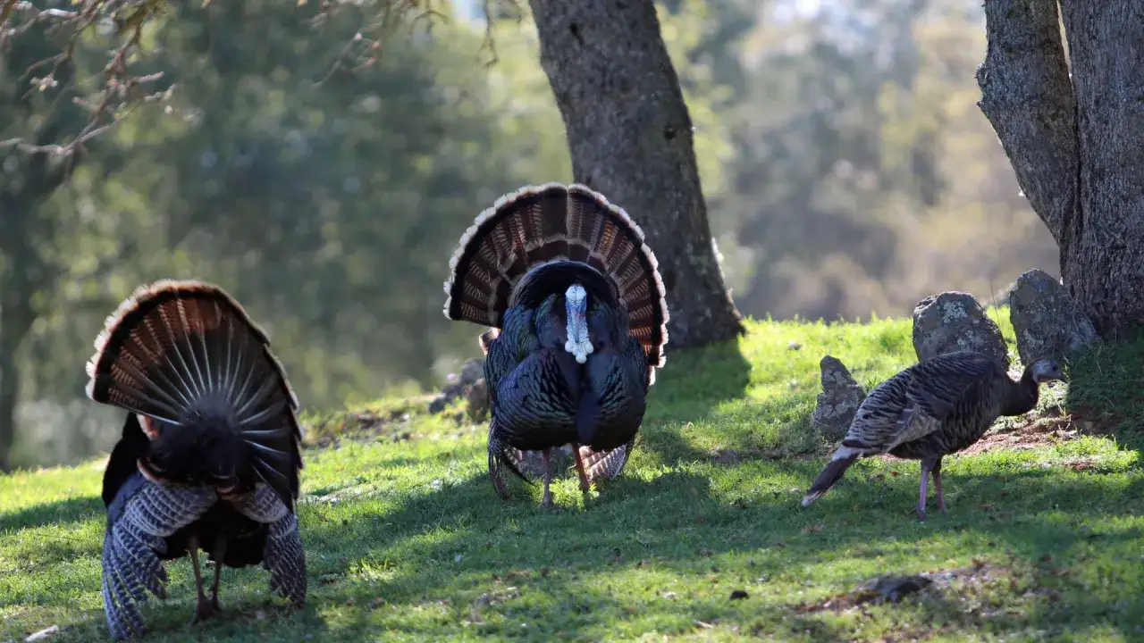 Indyk: Hormony to mit, antybiotyki pod kontrolą. Czy jest bezpieczny?