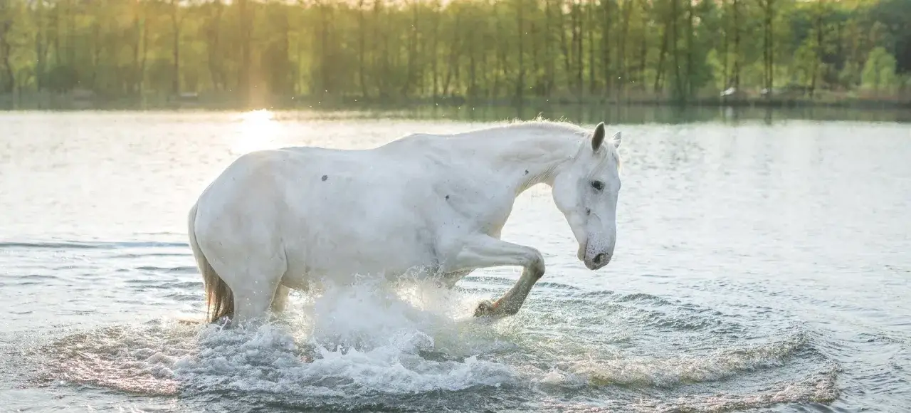 Stadnina Koni Ochaby: Hodowla, jazda, atrakcje. Zaplanuj wizytę!