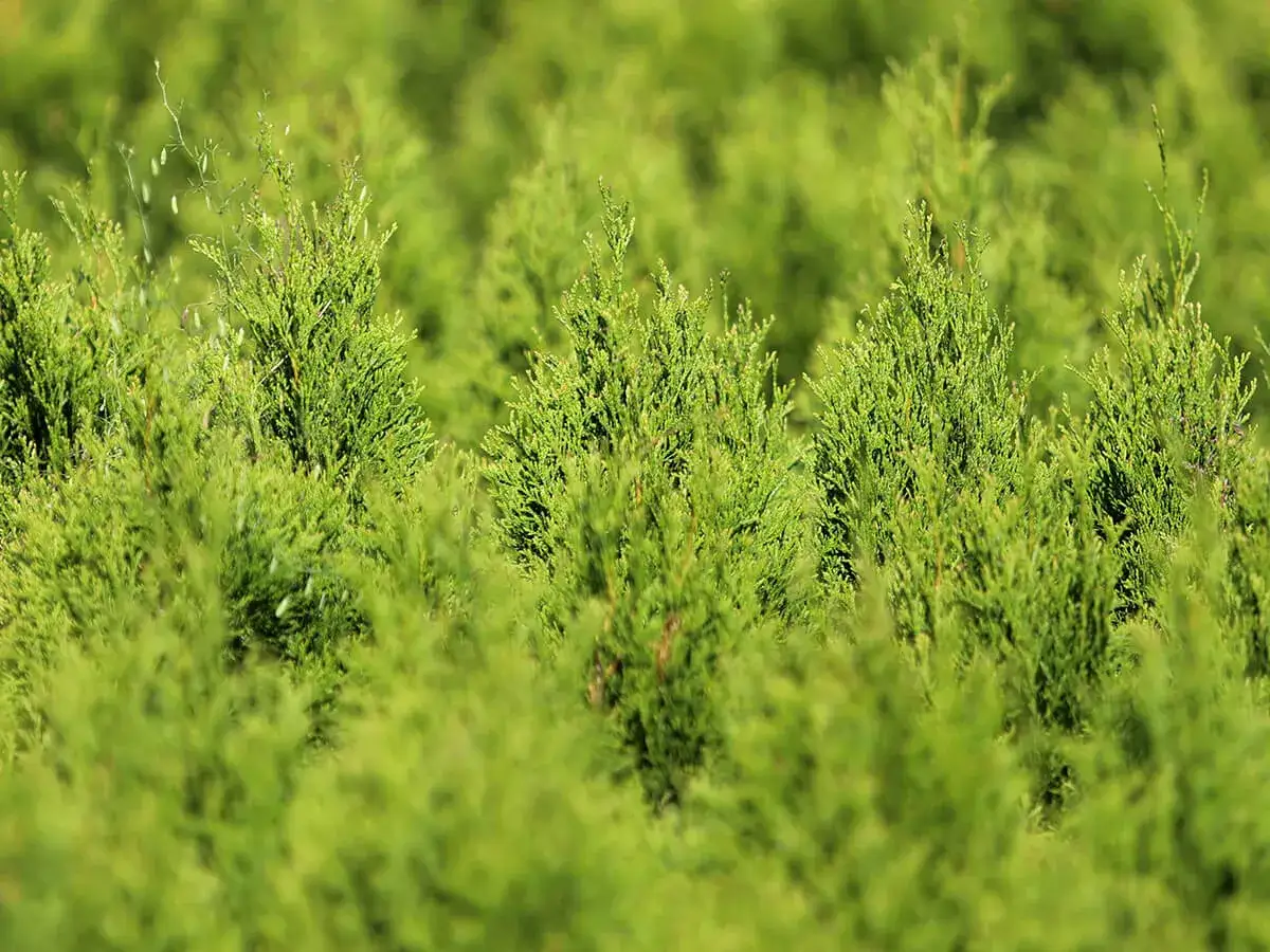 Czy tuja jest trująca dla dzieci? Ważne informacje o bezpieczeństwie