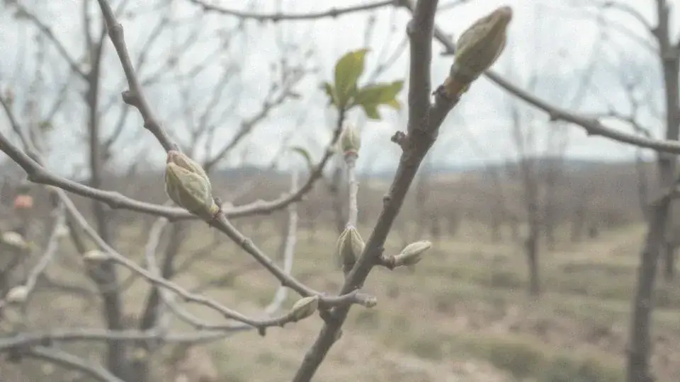 Jak przycinać brzoskwinię? Poradnik krok po kroku dla obfitych plonów