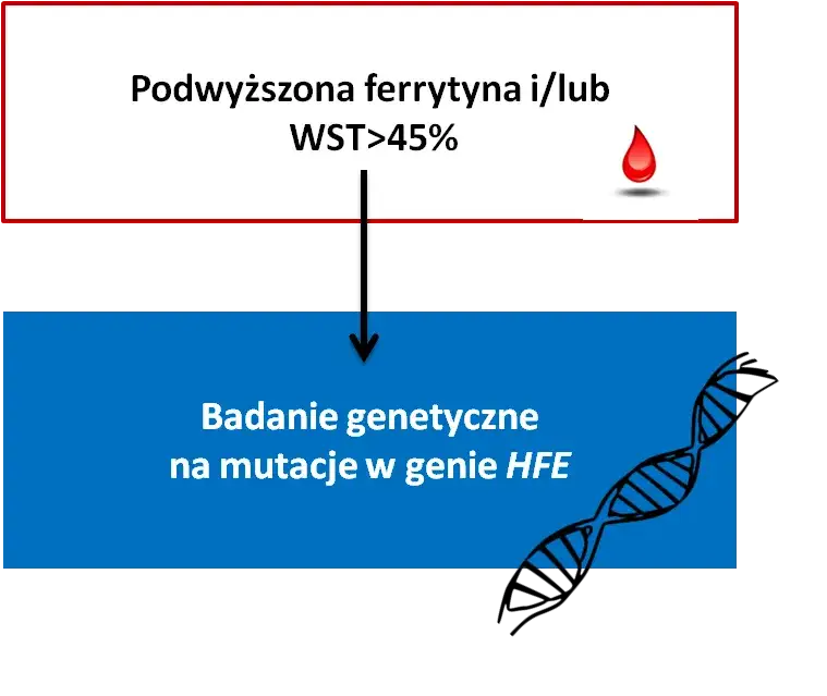 Podwyższona ferrytyna: przyczyny, objawy i co dalej?