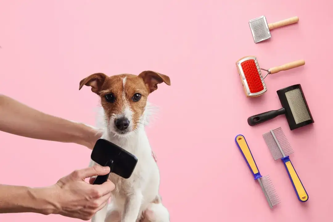 Najlepsza szczotka dla psa z krótką sierścią - uniknij podrażnień skóry