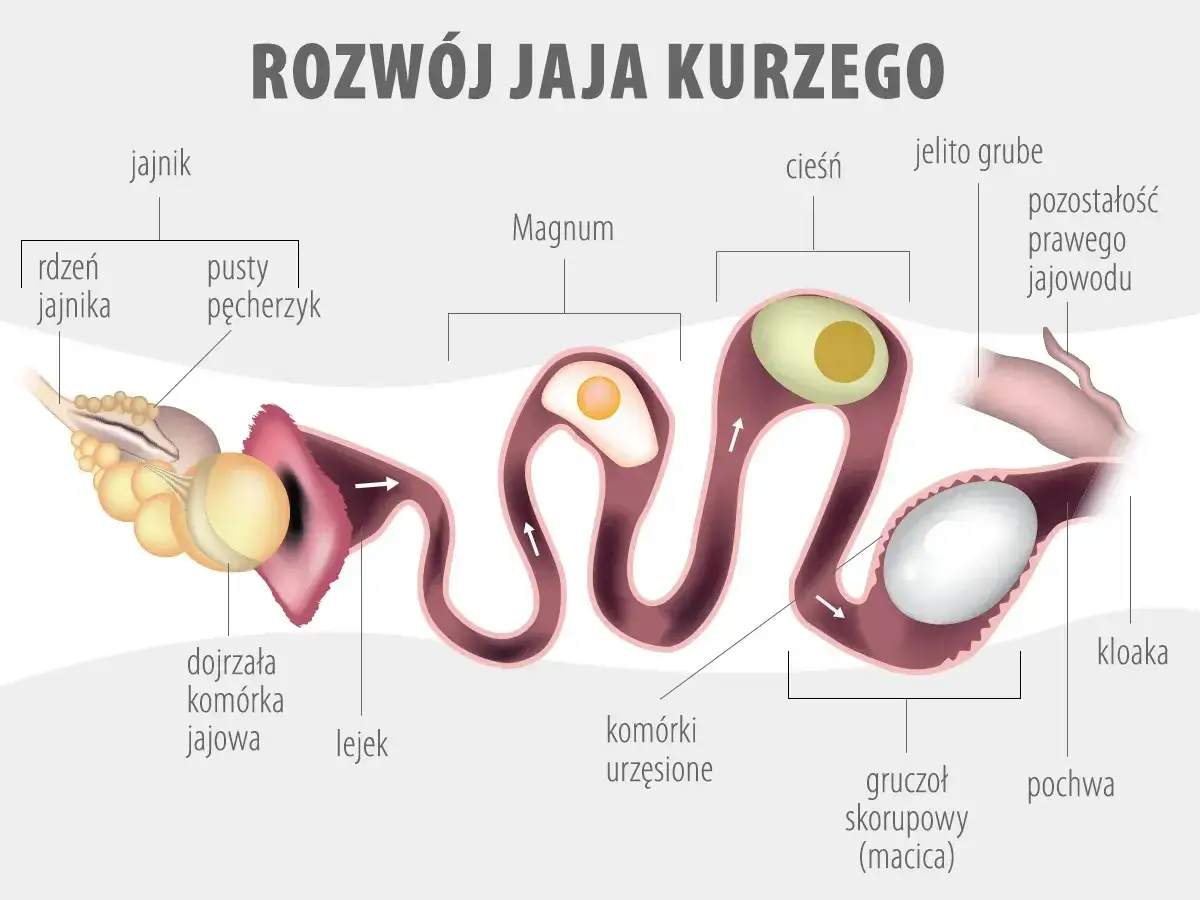 Schemat pokazuje, jak się rozmnażają kury: od jajnika, przez lejki, magnum, cieśń, gruczoł skorupowy, aż do kloaki.