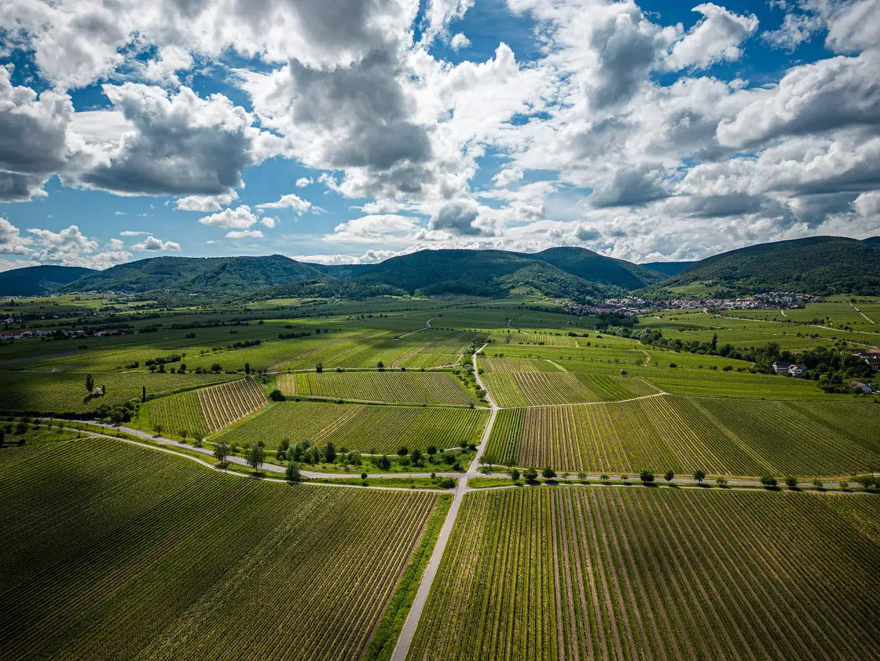 St. Martin Gastronomie: Ihr Guide zu Pfälzer Weinstuben & Genuss