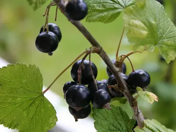 Czy czarna porzeczka uczula? Sprawdź, co musisz wiedzieć o alergiach