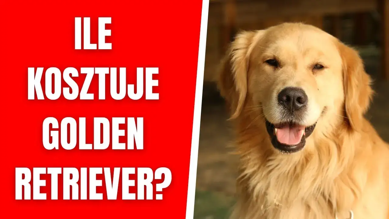 Ile kosztuje golden retriever z hodowli? Sprawdź ceny i czynniki wpływające na wybór