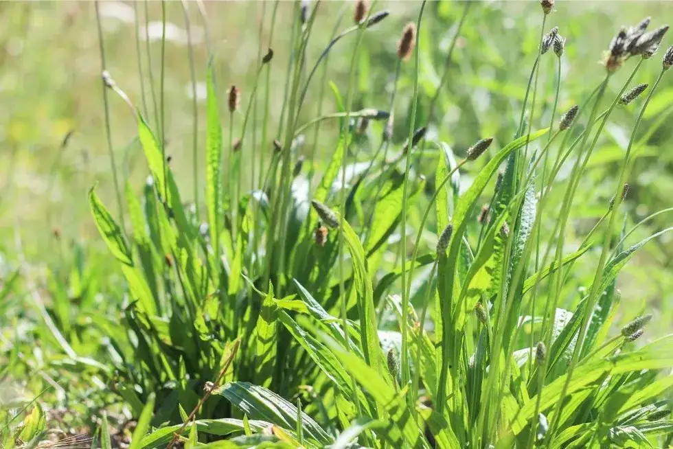 Babka chwast - skuteczne metody zwalczania i właściwości lecznicze