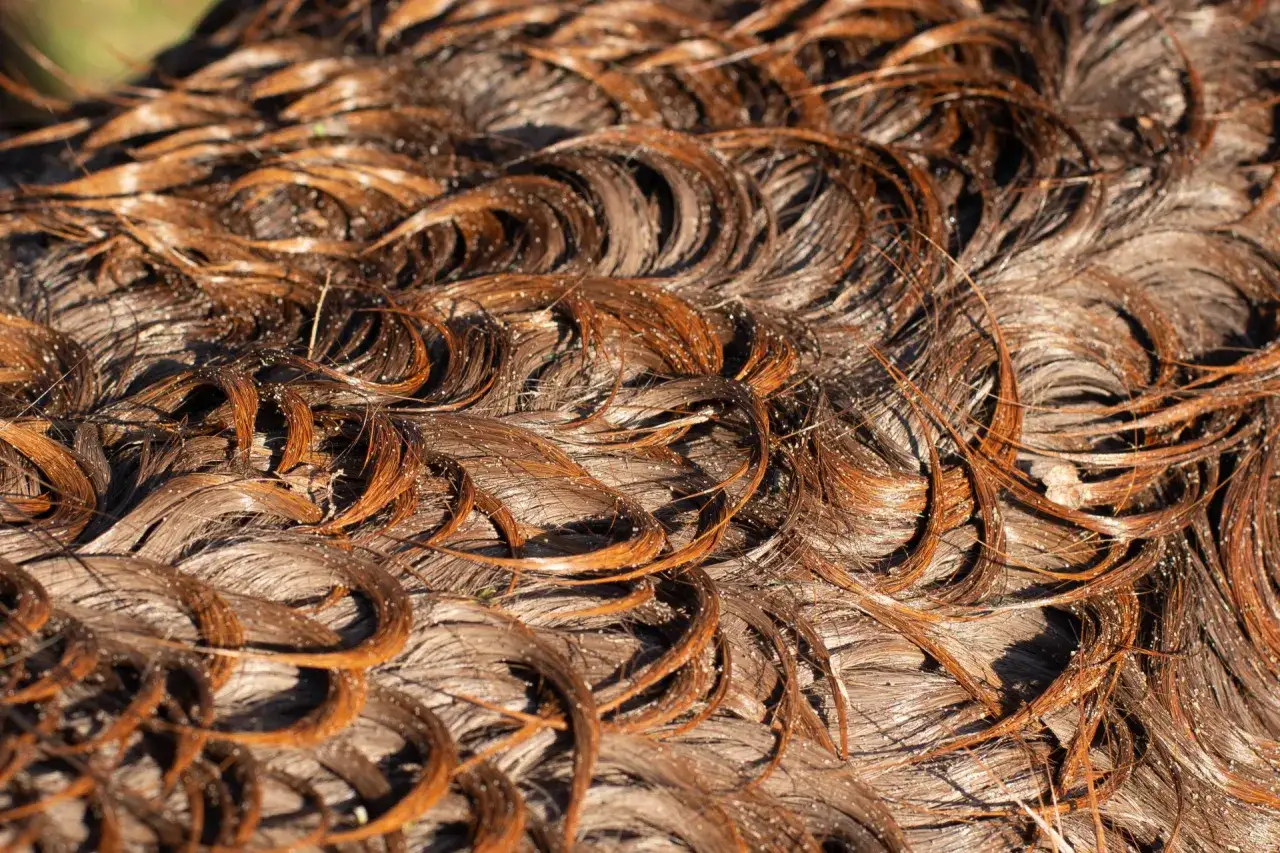 Zbliżenie na brązową sierść konia z widocznym białym łupieżem.