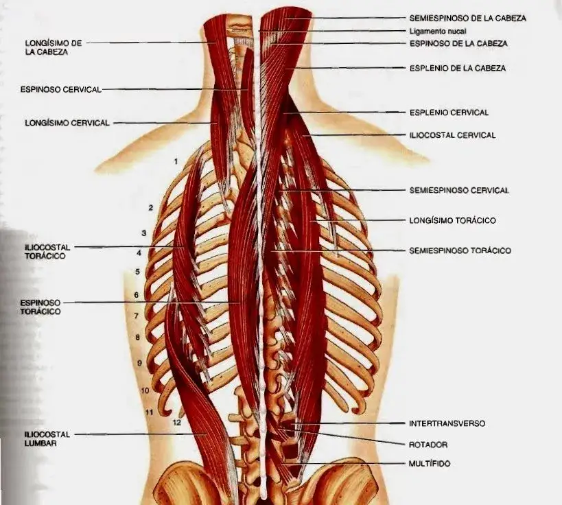 Todo sobre los músculos dorsales: anatomía, funciones y ejercicios esenciales
