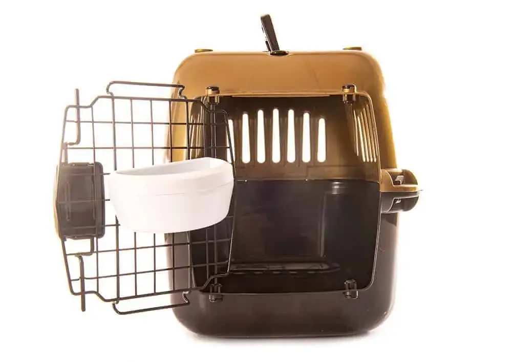 Najlepsze transportery dla border collie – jak wybrać idealny model?