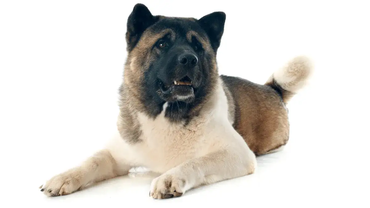 Ile żyje akita amerykańska? Odkryj, co wpływa na ich długość życia