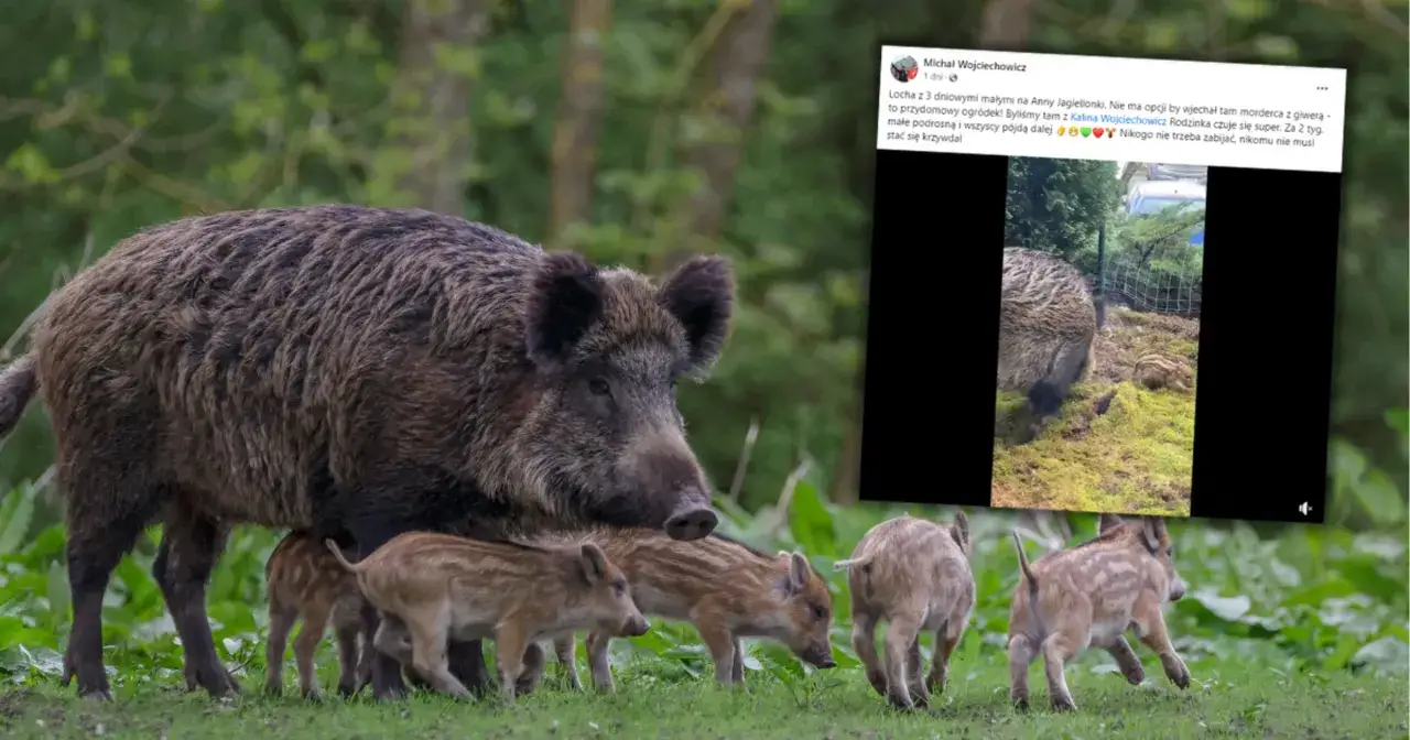 Co robić, gdy dziki na osiedlu stają się zagrożeniem?