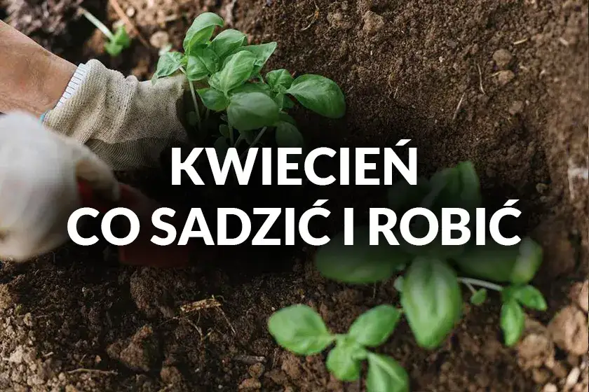 Co sadzimy w kwietniu? Najlepsze rośliny na wiosenne siewy